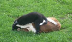 20110827Merlin3 005.jpg